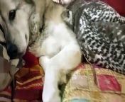 Blue, an 11-year old German Shepherd-Husky, has always got along with the birds he lives with.
