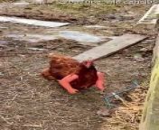 Occurred on January 6, 2002 / Belvedere Ostrense, Ancona, Italy&#60;br/&#62;&#60;br/&#62;Info: A chicken wears plastic arms. Credit: YouTube: ale cenci95.