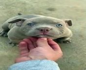 8 weeks old pitbull with blue eyes from best song of pitbull 2013