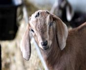 Isle of Man Goats presents its annual &#39;Kidding Chaos&#39; farm tours, with a chance to meet this year&#39;s newborn goat kids and lambs.