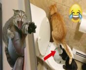 Funny Cat Video Of All Time Get Ready To Laugh out Hard &#60;br/&#62;Please Follow My Channel.