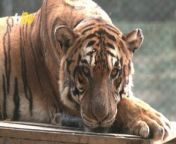 In Argentina, a group of about 60 big cats, including lions, tigers, ligers and pumas are moving to a sanctuary in India. Overpopulation has led the Lujan Zoo, outside of Buenos Aires to make the difficult decision to say goodbye to a large portion of its feline population and send them to live lavishly overseas. Yair Ben-Dor has more.