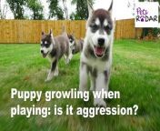Is your puppy growling when playing? We break down what this could mean