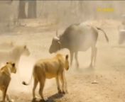 Cow vs lion from sany lion hot photo