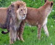 The pride were rescued from war torn Ukraine and brought to Doncaster&#39;s Yorkshire Wildlife Park.