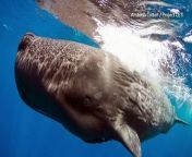 A new analysis of years of vocalizations by sperm whales in the eastern Caribbean has found that their system of communication is more sophisticated than previously known. - REUTERS