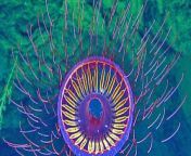 15 Amazing Looking Jellyfish