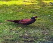 This unusual visitor recently paid a flying visit to a suburban garden in south east Belfast.&#60;br/&#62;A spokesperson for the RSPB said it is not that uncommon to see pheasants in the city, but added: &#92;