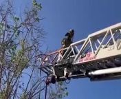 Parrot Caught In Fishing Line Rescued From Tree By Firefighters Using CraneSource Orange County Fire Authority