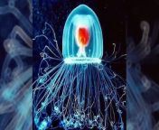 TOP 15 Incredible Jellyfish Species