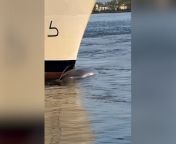 Conservationists and scientists are working together to try and solve the mystery of how a 44ft whale carcass ended up on the bow of a cruise liner docking in New York.&#60;br/&#62;&#60;br/&#62;The whale was discovered as the ship approached the Port of Brooklyn over the weekend.&#60;br/&#62;&#60;br/&#62;An autopsy identified the deceased marine mammal as a mature female sei whale, an endangered species typically found in deep waters far from land.&#60;br/&#62;&#60;br/&#62;It is unclear if the whale’s death came before or after its contact with the vessel, according to the Atlantic Marine Conservation Society.