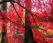 Beautiful Red Maple tree leaves - The full Autumn - Live Happily from star jalsa paky photo