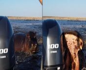 Charging hippo bites tourist boat’s rear motor in furious chase from boat new video