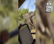 Video shows elephant charging truck during safari, killing American tourist