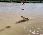 Crocodile going for a meat