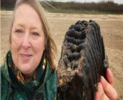 A amateur fossil hunter is celebrating a once-in-a-lifetime discovery after finding a huge mammoth tooth on a beach.&#60;br/&#62;&#60;br/&#62;Chris Bien, 56, was visiting Holland-on-Sea, Essex, as part of her birthday celebrations when she took a walk on the beach with her husband Mark,&#60;br/&#62;&#60;br/&#62;Mrs Bien, from Goring-by-Sea, West Sussex, stopped to sit on a rock by the water&#39;s edge when she looked down and saw a wavy line pattern in the gravel.