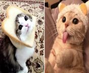 Make Your Day With Funny Cat Video from caramel kitten twerk