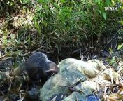 Despite it’s name, the crab-eating mongoose has a diverse diet of crabs, fish, frogs and anything else it can get its hands on. This little turtle was captured on video as the animal’s latest victim.