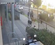 Detectives investigating a dog attack that left an 11-year-old girl in hospital have released video footage of the dogs and their owner.&#60;br/&#62;&#60;br/&#62;The girl was walking to school on Ben Jonson Road in Stepney Green, in Tower Hamlets when she passed a man walking two dogs on September 28.&#60;br/&#62;&#60;br/&#62;As she passed them at 8.30am, one of the dogs lunged at her and bit her several times on the hand and arm.&#60;br/&#62;&#60;br/&#62;A passing taxi driver freed the girl but the dog owner left the scene.