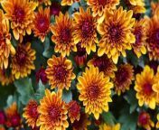 Keep your mums blooming all autumn long with these helpful tips.