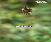 Witness the incredible talent of the Baya Weaver bird as it showcases its unrivaled nest-building skills in this mesmerizing video. Marvel at the precision and dedication of this remarkable bird species as it constructs its intricate nest with expert craftsmanship. &#60;br/&#62;This heartwarming display of nature&#39;s wonders is sure to leave you in awe and admiration. Don&#39;t miss out on experiencing the beauty of the natural world up close! &#60;br/&#62;&#60;br/&#62;Video ID: WGA767204&#60;br/&#62;&#60;br/&#62; #birdwatching #naturewonders #incrediblebirds #nestbuilding #wildlifephotography #heartwarming #naturelovers #viralvideo #amazinganimals #birdsofinstagram #wildlife #naturephotography