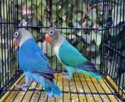 Lovebird parblue pair #bird