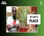 In this episode of Green Thumb, we meet a man who loves citronella. Luc ZOUNGRANA has turned his passion for plants into a profession. Gardening, which he practises with love.&#60;br/&#62;&#60;br/&#62;His relationship with plants goes back to his childhood, when he learned the trade from his parents. There are a number of reasons why he chose above ground culture. He can control his plants more easily, and he also helps to combat the proliferation of mosquitoes by using used tyres. These tyres are sometimes shlter to mosquito nests during the rainy season.&#60;br/&#62;&#60;br/&#62;Luc ZOUNGRANA has a daily routine: spending a little time with his plants. For him, it&#39;s the secret to joy, happiness and inner peace.&#60;br/&#62;&#60;br/&#62;#AgribusinessTV #GreenThumb #UrbanGardening #BurkinaFaso