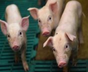 US surgeons have successfully transplanted a genetically modified pig kidney into the body of Richard Slayman in a medical first.