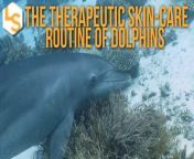 Red Sea dolphins slather their skin in coral mucus (because nature is wonderfully gross.) Young dolphins seem to learn this skin care routine from their elders as the coral mucus contains bioactive compounds that may prevent and treat skin infections.