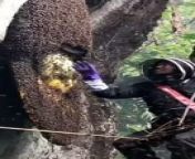 Harvesting Honey from poth gee bee by paris sob gan videos hit kapoor