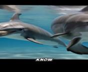 Do you know this information about dolphin&#39;s structure body for swim quickly, so for more information about animal&#39;s content . follow me on tik tok : https://www.tiktok.com/@mr.jouzeh?_t=8kWQfLrAmFi&amp;_r=1v&#60;br/&#62;#video&#60;br/&#62;#animals &#60;br/&#62;#animal_content&#60;br/&#62;#content