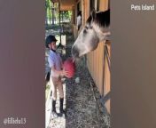 ➡When God sends you a funny horse FUNNIEST HORSE EVER 2024!&#60;br/&#62;&#60;br/&#62;Get ready to have your funny bone tickled with this fantastic compilation of cats and dogs&#39; funny videos! To become a regular subscriber, please click the subscribe button and ring the bell to ensure that you don&#39;t miss anything from your favorite &#92;