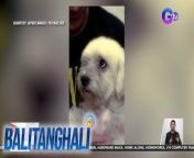 Meet Pucca, ang 7 year old dog na naiinis kapag naririnig ang salitang &#92;