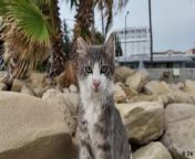 In Cyprus, there are as many cats as there are people. But the number of cats is declining. A variant of feline coronavirus that is deadly for cats has been spreading across the Mediterranean island.