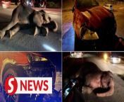 A female elephant, involved in an accident with a vehicle in Kampung Kolam, Setiu, Terengganu Friday (March 15) night, was captured on Saturday. &#60;br/&#62;&#60;br/&#62;Read more at https://tinyurl.com/yhzaka9n&#60;br/&#62;&#60;br/&#62;WATCH MORE: https://thestartv.com/c/news&#60;br/&#62;SUBSCRIBE: https://cutt.ly/TheStar&#60;br/&#62;LIKE: https://fb.com/TheStarOnline