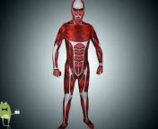Shingeki no Kyojin Attack on Titan Colossal Titan Cosplay Suit Costume Buy, Free Shipping Bertholdt Fubar Colossal Titans Full Suit Cosplay Costume in www.cosplayfield.com!