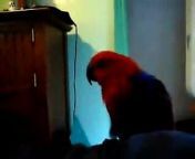Comedy - dirty mouth parrot