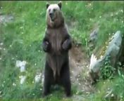 Visitors to Finland&#39;s Athari Zoo observed a mother bear and her cubs stretching in positions that closely resemble yoga poses, giving their abs a full workout.