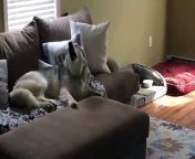 Zeus the husky loves to go out for walks, but some days it takes some negotiating and convincing. Check out his hilarious temper tantrum! &#60;br/&#62;