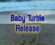 A short video of baby turtles being released on Ixtapa Beach.
