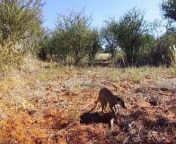 Kalahari Meerkats (also called Kalahari Meerkats 3D for the 3D release) is a wildlife documentary series by WildEarth, which first aired in late 2012.