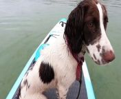 Going for a walk and chasing balls isn’t quite enough adventure for springer spaniel Ruby.&#60;br/&#62;&#60;br/&#62;The clever canine loves to take to the water and go paddleboarding with her owner, Martin Sharp, a health and fitness coach from York. Ruby, who turned two in December, first got involved in the sport when she saw Martin paddleboarding and decided to jump aboard and give it a go herself.&#60;br/&#62;&#60;br/&#62;The spaniel has been paddleboarding on rivers in York, lakes in Cumbria and even the sea in Scarborough.&#60;br/&#62;&#60;br/&#62;Martin, aged 46, says dogs are the perfect companions for paddlesport, adding: “They don’t complain about the rain, argue about where to go or mutter if you do it wrong. Their low centre of gravity means they won’t easily topple in.”&#60;br/&#62;&#60;br/&#62;Martin Sharp is a Multi-Award Winning Personal Trainer, Fitness Coach and founder of Sharp Fit For Life
