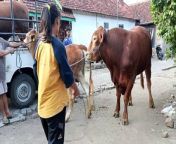 see woman breed cow in village from bangladeshi village bathxxx