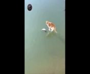 Cat trying to catch a frozen fish under the ice from love said adore