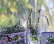 The Science Behind Rosemary Tea: A Deep Dive&#60;br/&#62;In this video, we will explore the amazing health benefits of rosemary, including its ability to improve heart health, promote relaxation, reduce stress, boost brain health, manage diabetes, control blood sugar, provide antioxidants, reduce inflammation, improve digestion, and enhance immunity.&#60;br/&#62;&#60;br/&#62;We will also discuss different ways to use rosemary at home, including making tea, gardening with it, and growing it at home.&#60;br/&#62;&#60;br/&#62;We will provide tips and tricks for getting the most out of rosemary, whether you are using it for its health benefits ,With scientific studies, or simply enjoying its delicious flavor.&#60;br/&#62;&#60;br/&#62;This video is perfect for anyone who is interested in learning more about the natural health benefits of rosemary and how to use it at home. &#60;br/&#62;-------------------------------------------------------------------------------&#60;br/&#62;#RosemaryForHeartHealth #RosemaryForRelaxation #RosemaryForStressRelief #RosemaryForBrainHealth #RosemaryForDiabetes #RosemaryForBloodSugarControl #RosemaryForAntioxidants #RosemaryForAntiInflammatory #RosemaryForDigestion #RosemaryForImmunity&#60;br/&#62;&#60;br/&#62;#RosemaryTea #RosemaryEssentialOil #RosemaryInfusion #RosemaryTincture #RosemarySalve #RosemaryHairRinse #RosemarySkinCare #RosemaryCooking #RosemaryGardening #RosemaryGrowingAtHome&#60;br/&#62;&#60;br/&#62;#Rosemary #HerbalRemedies #NaturalHealth #HolisticHealth #DIYHealth #HomeRemedies #HealthyLiving #Wellness&#60;br/&#62;OUTLINE: &#60;br/&#62;&#60;br/&#62;00:00:00 Introduction and benefits of rosemary tea&#60;br/&#62;00:02:09 More benefits of rosemary tea&#60;br/&#62;00:04:02 Rosemary tea for heart health and diabetes&#60;br/&#62;00:06:07 How to make rosemary tea at home&#60;br/&#62;00:07:32 How to grow rosemary at home
