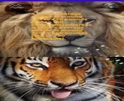 Lion vs Tiger The Clash of Titans from sani lion 6 10w com vid