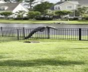 This homeowner saw this alligator struggling to cross their fence. The alligator was unable to drag its body up and made a lot of noise while trying to climb over the fence. It ultimately tumbled to the other side, making the homeowner laugh.