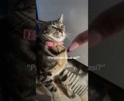This person played with their cat, Zoe, by making meowing sounds and moving their hand. They meowed and moved their fingers in front of Zoe&#39;s face, which irritated her and caused her to jump and catch hold of her owner&#39;s hand.&#60;br/&#62;&#60;br/&#62;The underlying music rights are not available for license. For use of the video with the track(s) contained therein, please contact the music publisher(s) or relevant rightsholder(s).