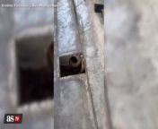 The chilling way to catch a cobra from a drain from big cock black cobra
