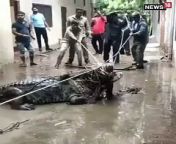 Enormous Crocodile Compasses into Local location During Downpours in Uttar Pradesh